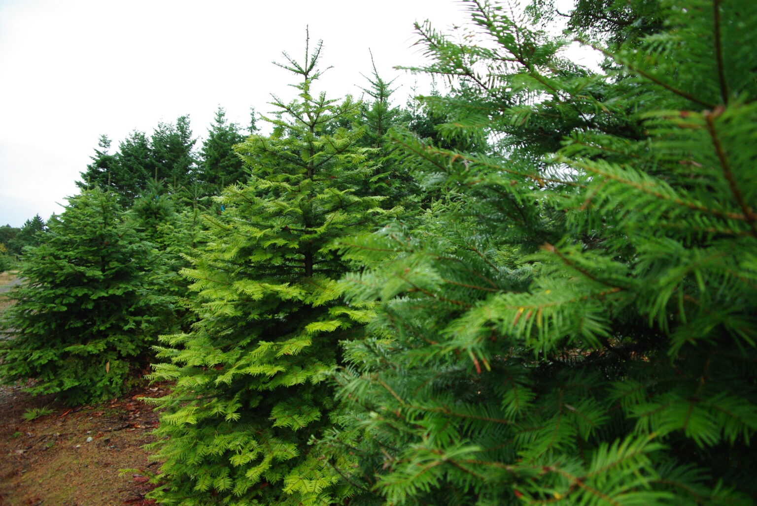Contact Wintergreen Christmas Tree Farm