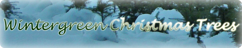 Wintergreen Christmas Tree Farm