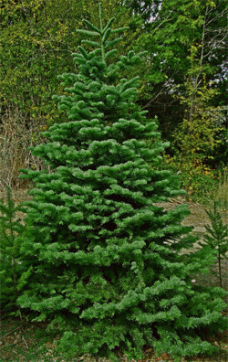 Grand Fir
