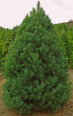 Pine
