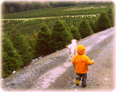 Wintergreen Christmas Tree Farm