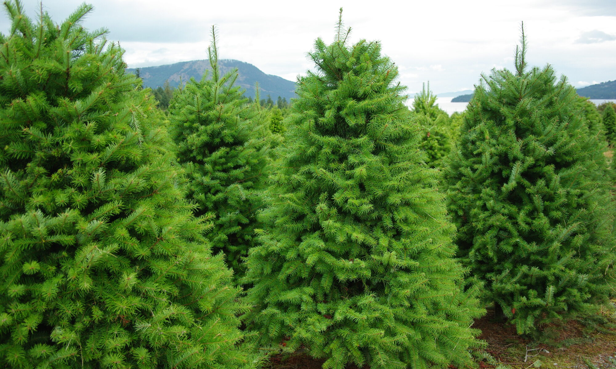 Wintergreen Christmas Trees